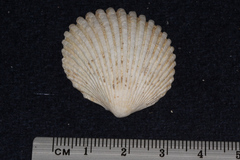 Vasticardium