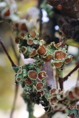 Pseudocyphellaria glabra