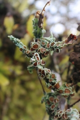 Pseudocyphellaria glabra
