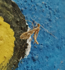 Lineodes