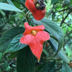 Palicourea tomentosa