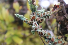 Pseudocyphellaria glabra