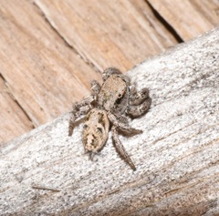 Habronattus cuspidatus