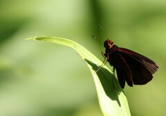 Miltomiges cinnamomea
