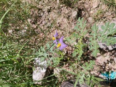 Solanum citrullifolium