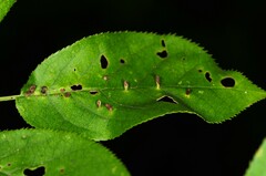Eriophyes emarginatae