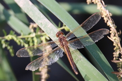 Libellula