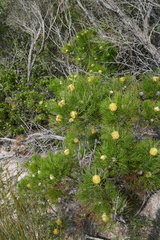 Isopogon anethifolius