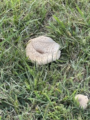 Saproamanita