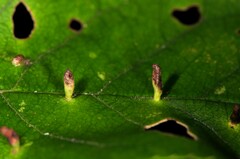 Eriophyes emarginatae