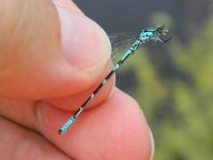 Coenagrion interrogatum