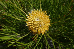Isopogon anethifolius