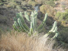Myrtillocactus geometrizans