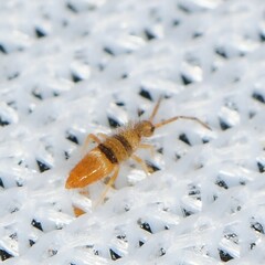 Entomobrya clitellaria