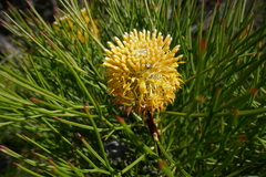 Isopogon anethifolius