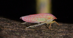 Gyponana gladia
