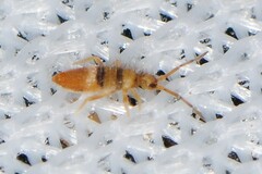 Entomobrya clitellaria