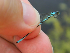 Coenagrion interrogatum