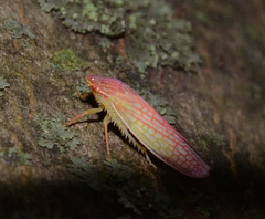 Gyponana gladia