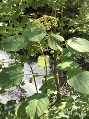 Hydrangea arborescens
