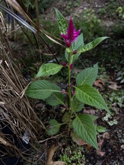 Celosia spicata
