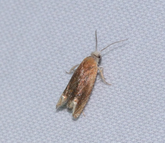 Eucosma raracana
