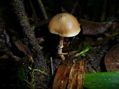 Psilocybe zapotecorum