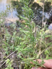 Symphyotrichum ericoides