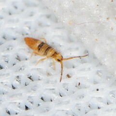 Entomobrya clitellaria