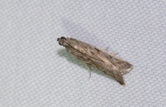 Phycitodes reliquellum