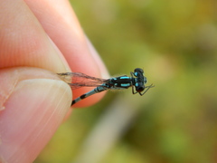 Coenagrion interrogatum
