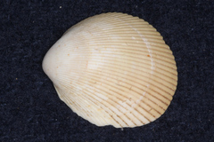 Vasticardium