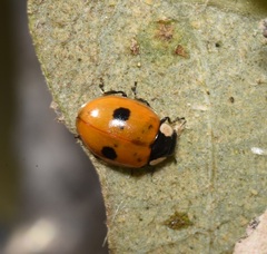Adalia bipunctata