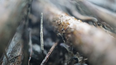 Xylaria nigripes