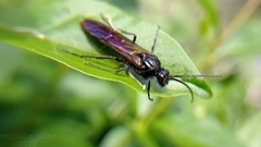 Elaphroptera