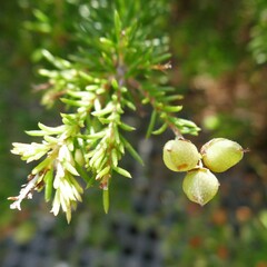 Phyllota phylicoides