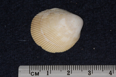Vasticardium