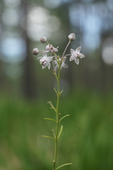Asclepias cinerea