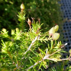 Phyllota phylicoides