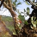 Psittacanthus palmeri - Photo (c) Roberto, algunos derechos reservados (CC BY-NC), uploaded by Roberto