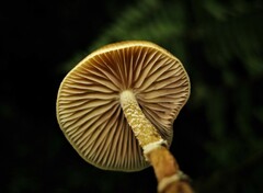 Psilocybe zapotecorum