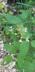 Desmodium psilophyllum