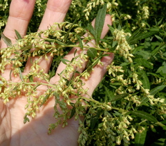 Artemisia indica