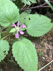 Stachys mexicana