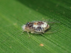 Psocomorpha