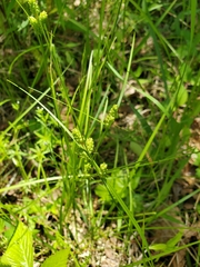 Carex hirsutella