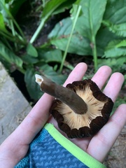 Lactarius fallax