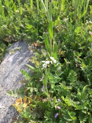 Cryptantha