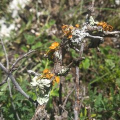 Teloschistes chrysophthalmus