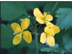 Brassicaceae